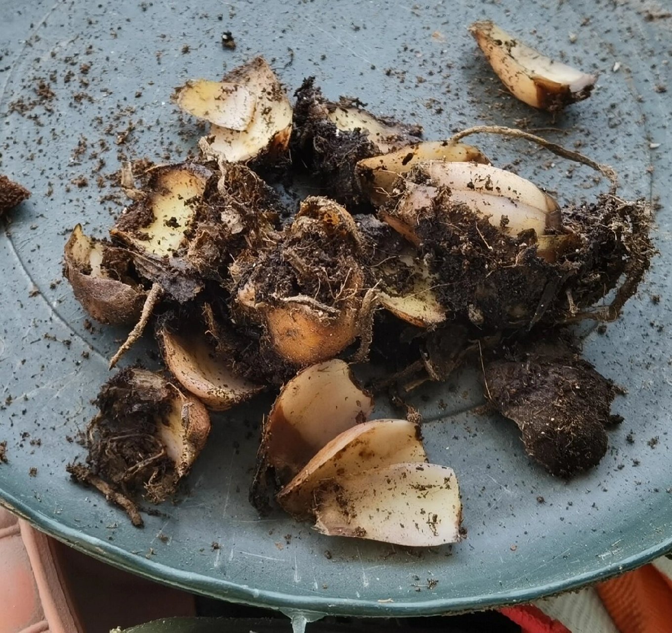 百合种球烂了 6月12日种下的12个百合种球,芽一直没长出来,终于忍不住