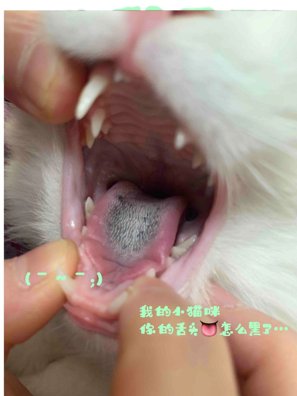这大概是第20个,问我猫咪舌苔黑了,是啥问题的.