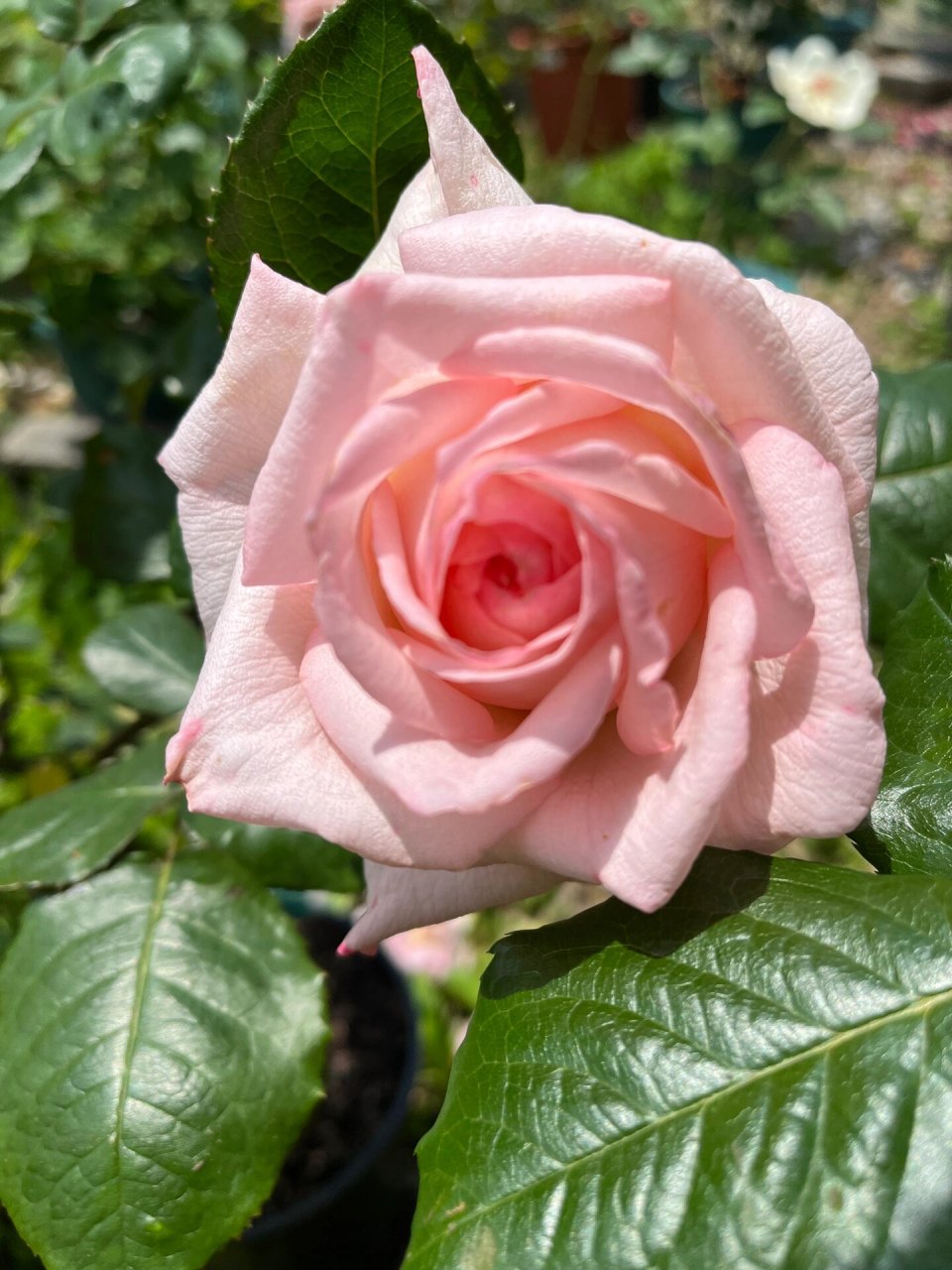 月季|粉荔枝/粉哈娜 花友称它花中刘亦菲 柔美的粉加浓浓荔枝香让它看