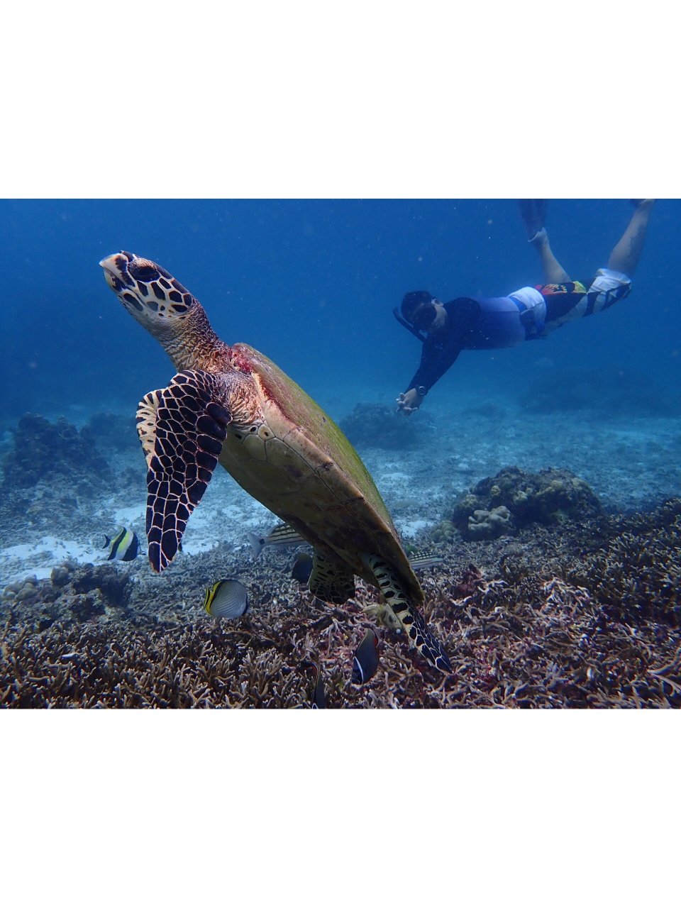 海洋生物  |  海龟-sea turtle98