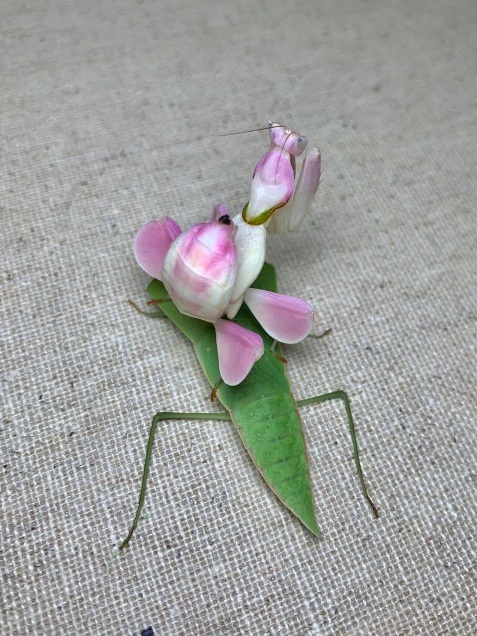 鲜花长在绿叶上～ 沾花惹草[偷笑]