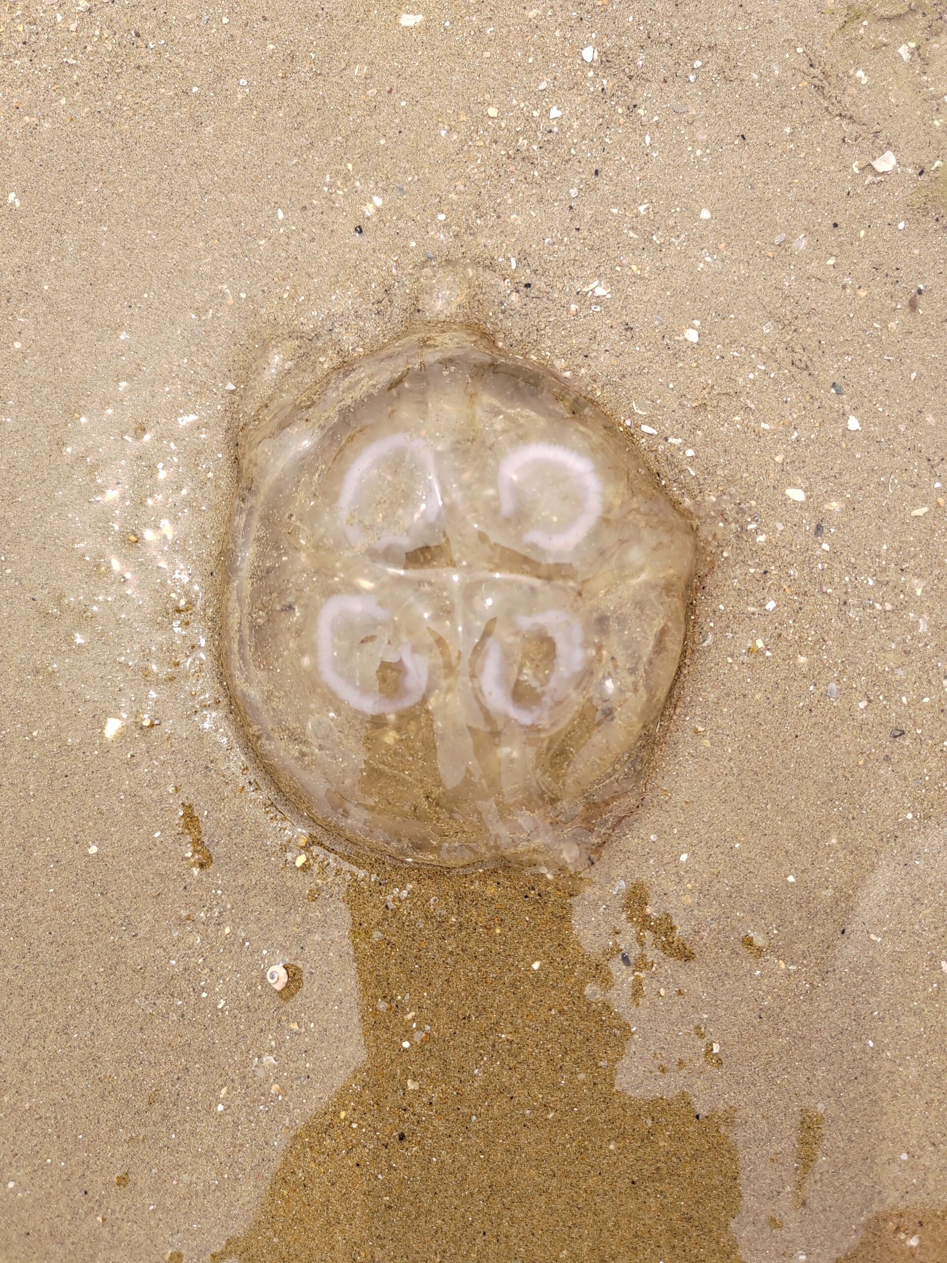 今天在来北戴河挖沙赶海,水里好多这种圆圆的,透明的,q弹的生物.