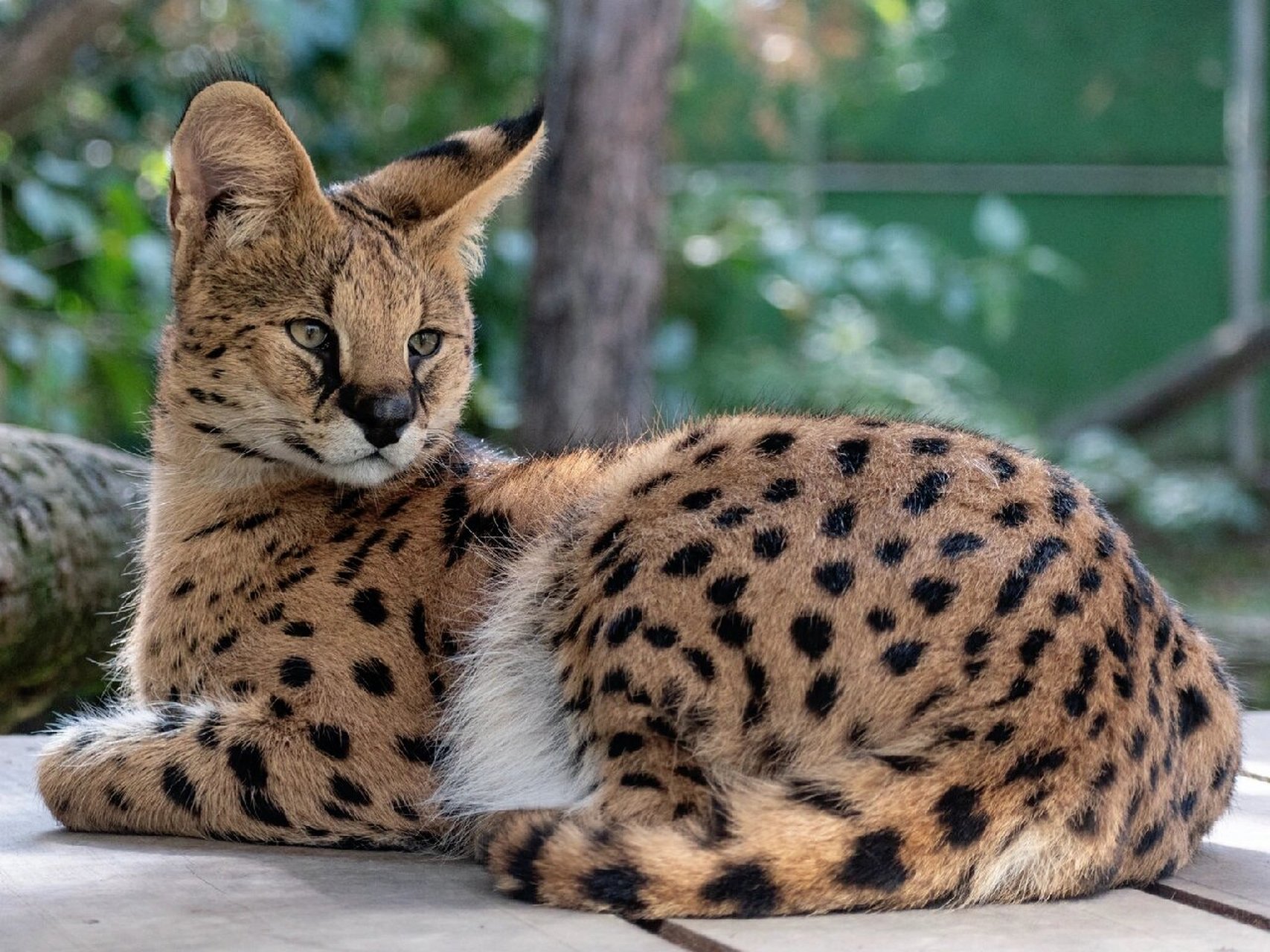 中小型猫科动物图片