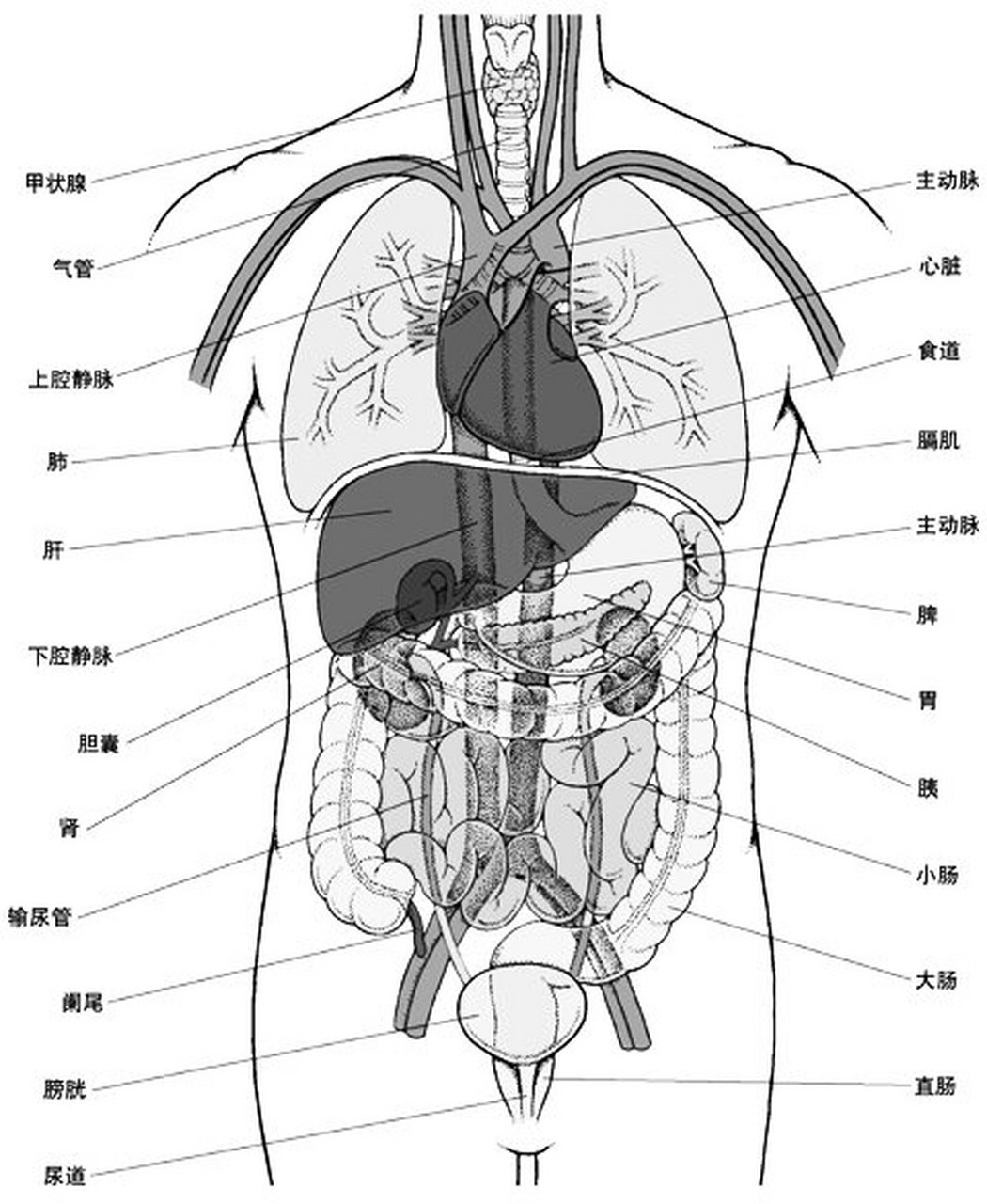 主要包括人体胸腹部内脏器官的分布:喉,气管,肺,心脏,肝脏,胆囊,胃,肾