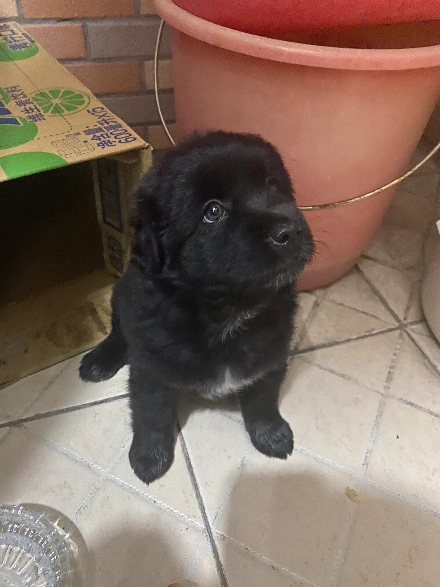 求赐名字 狗狗起名字 爸爸朋友送的狗狗,是黑色金毛,求各位多才多艺的