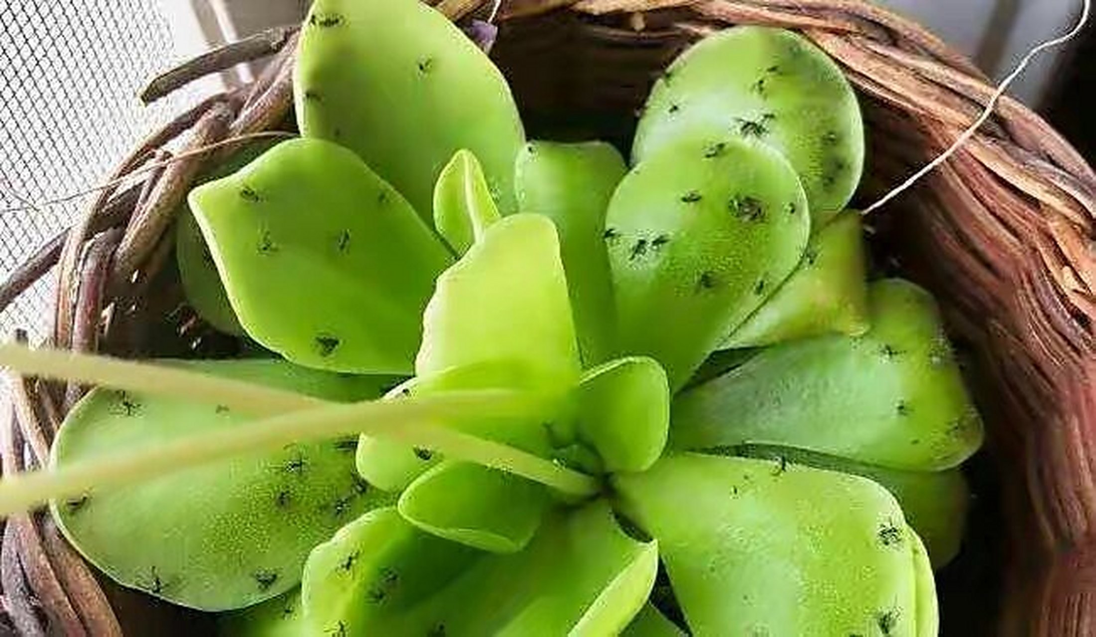 根治小黑飞的10大绝招 03小黑飞学名"尖眼蕈蚊",繁殖速度很快,以