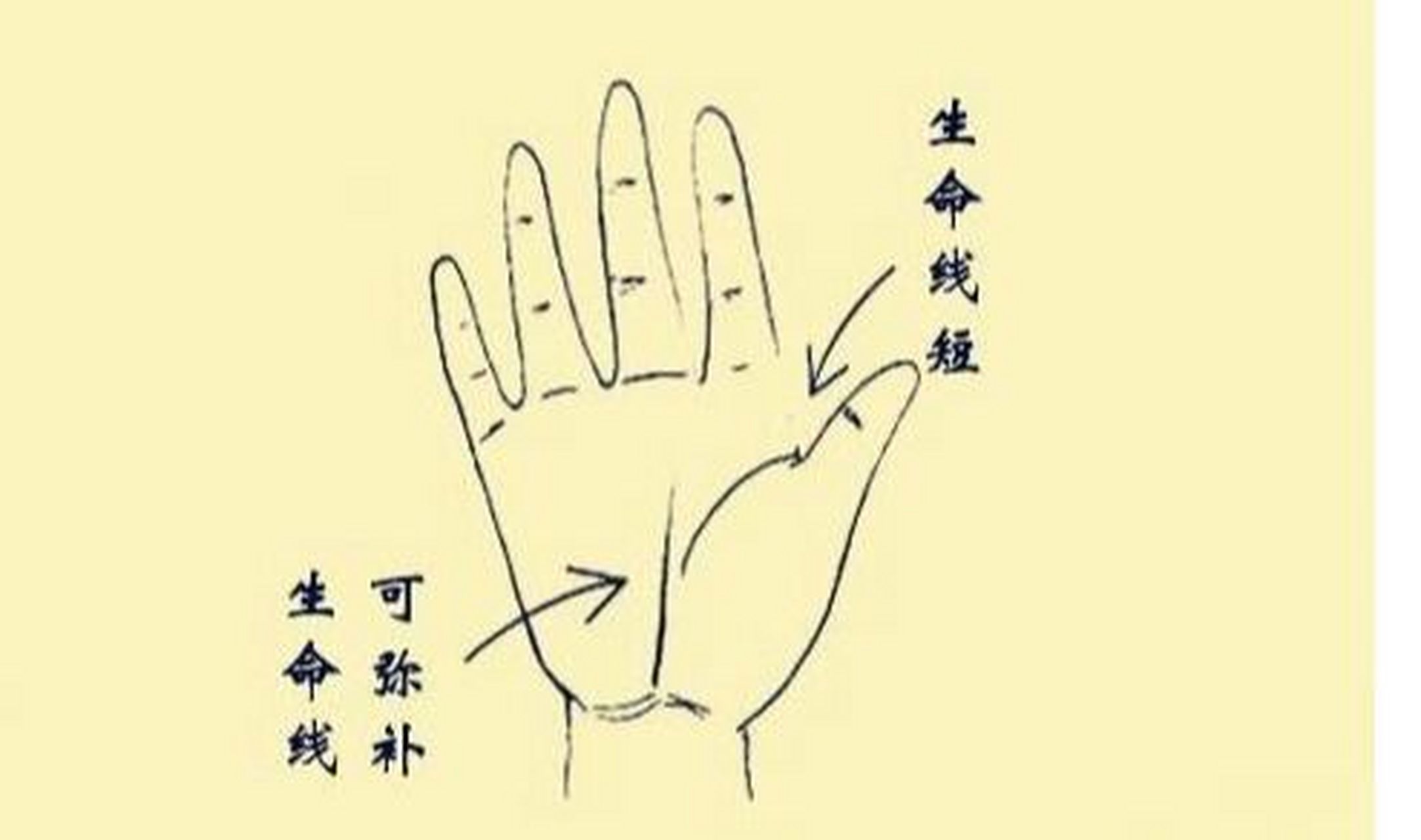 生命线,一个人的身体素质,健康好坏,寿命长短都可以从中看出来.