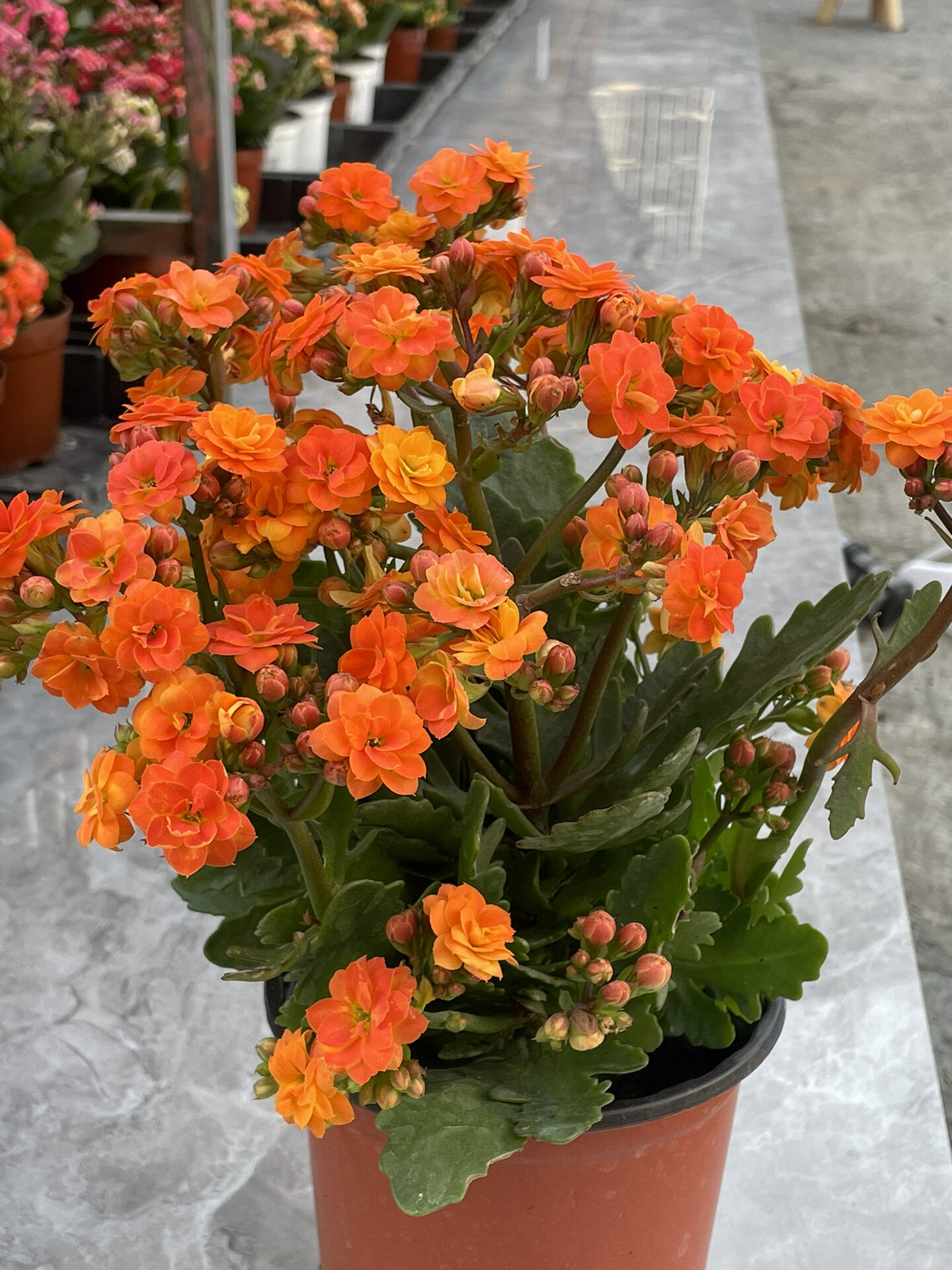 长寿花:索尔丹.