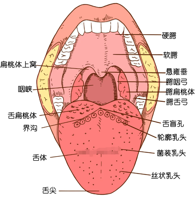 咽部位于颈部的前上方