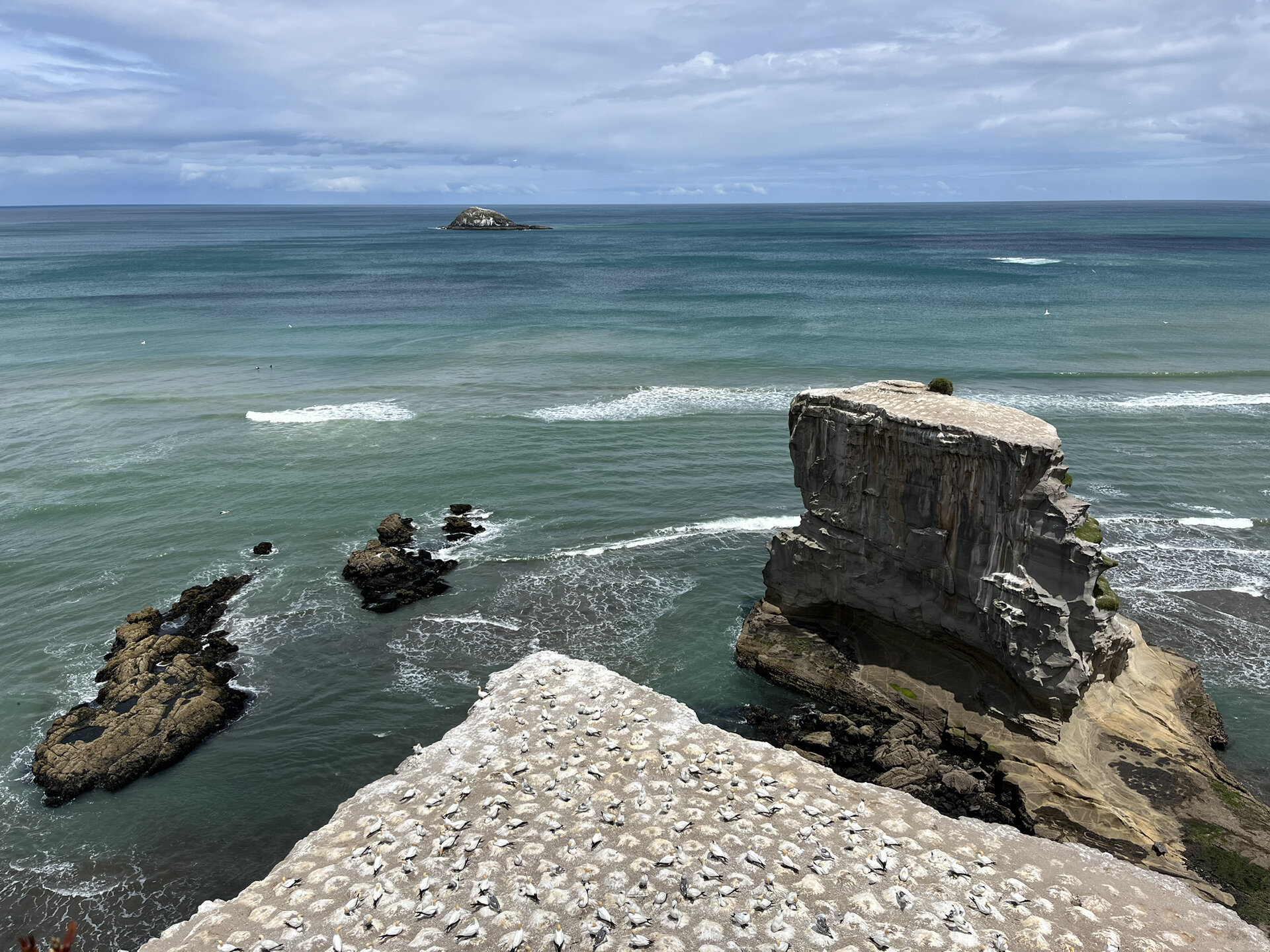 9991新西兰旅行记·鸟岛·muriwai location99:muriwai gannet