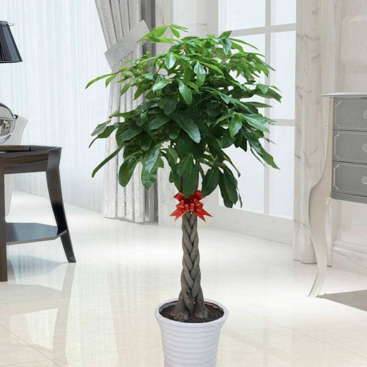 办公室推荐风水好,旺财植物～～～ 1,步步高升发财树 茂盛的叶子寓意