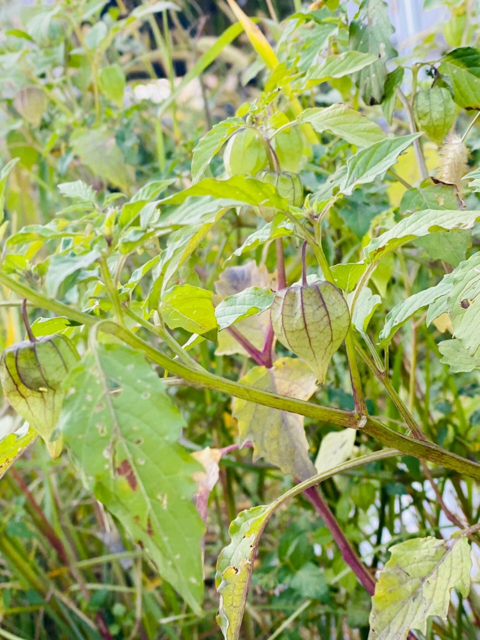 苦蘵|灯笼果 小时候最喜欢在田间地头找寻它的身影, 长得像个小灯笼