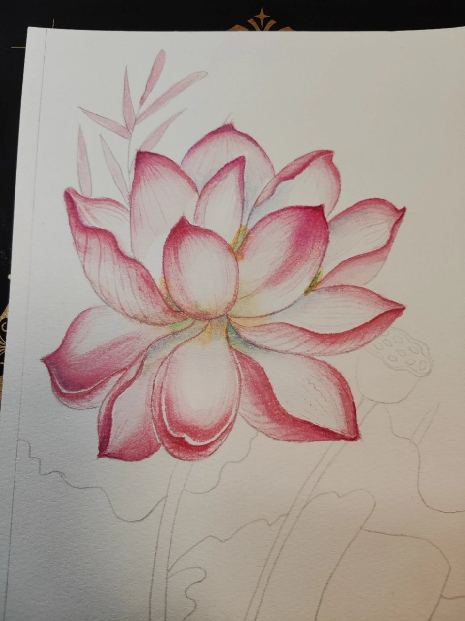 水彩荷花(附步骤) 我只喜欢画荷花,和我亲近佛法有关.