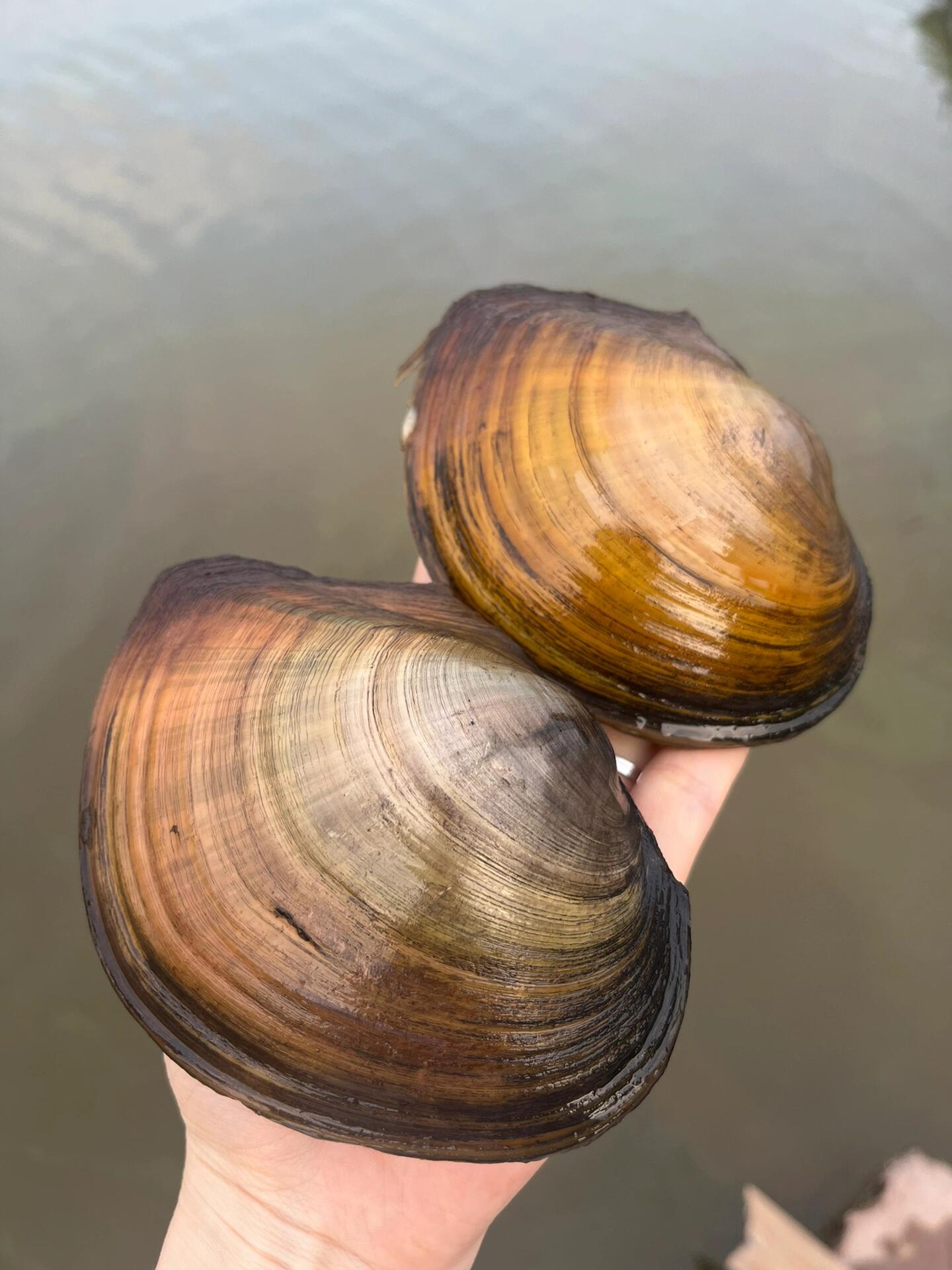 河蚌,我们方言wakuaier,壳有点珍珠光泽 好久没见过这么多河蚌 外壳有