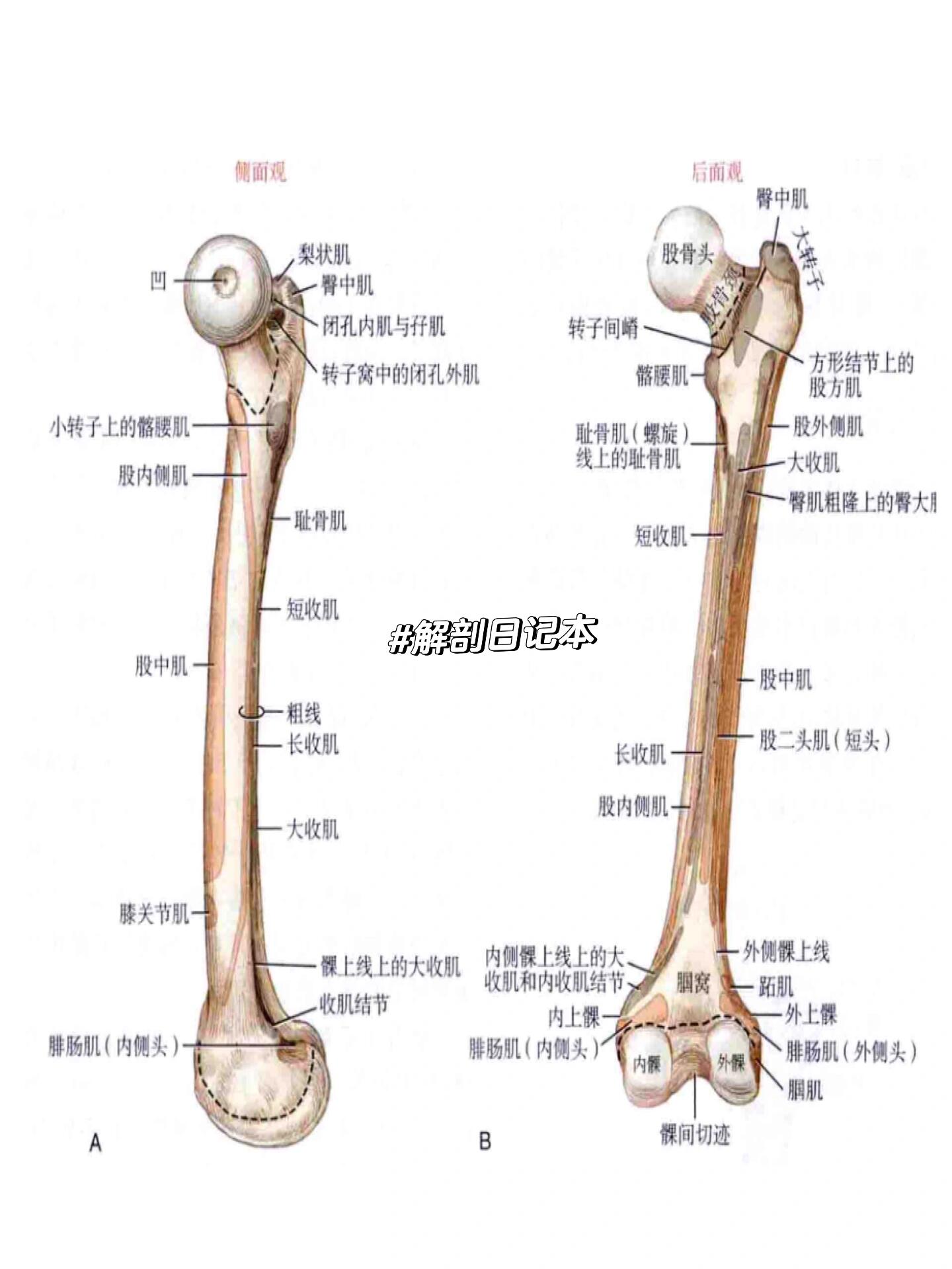 解剖运动学