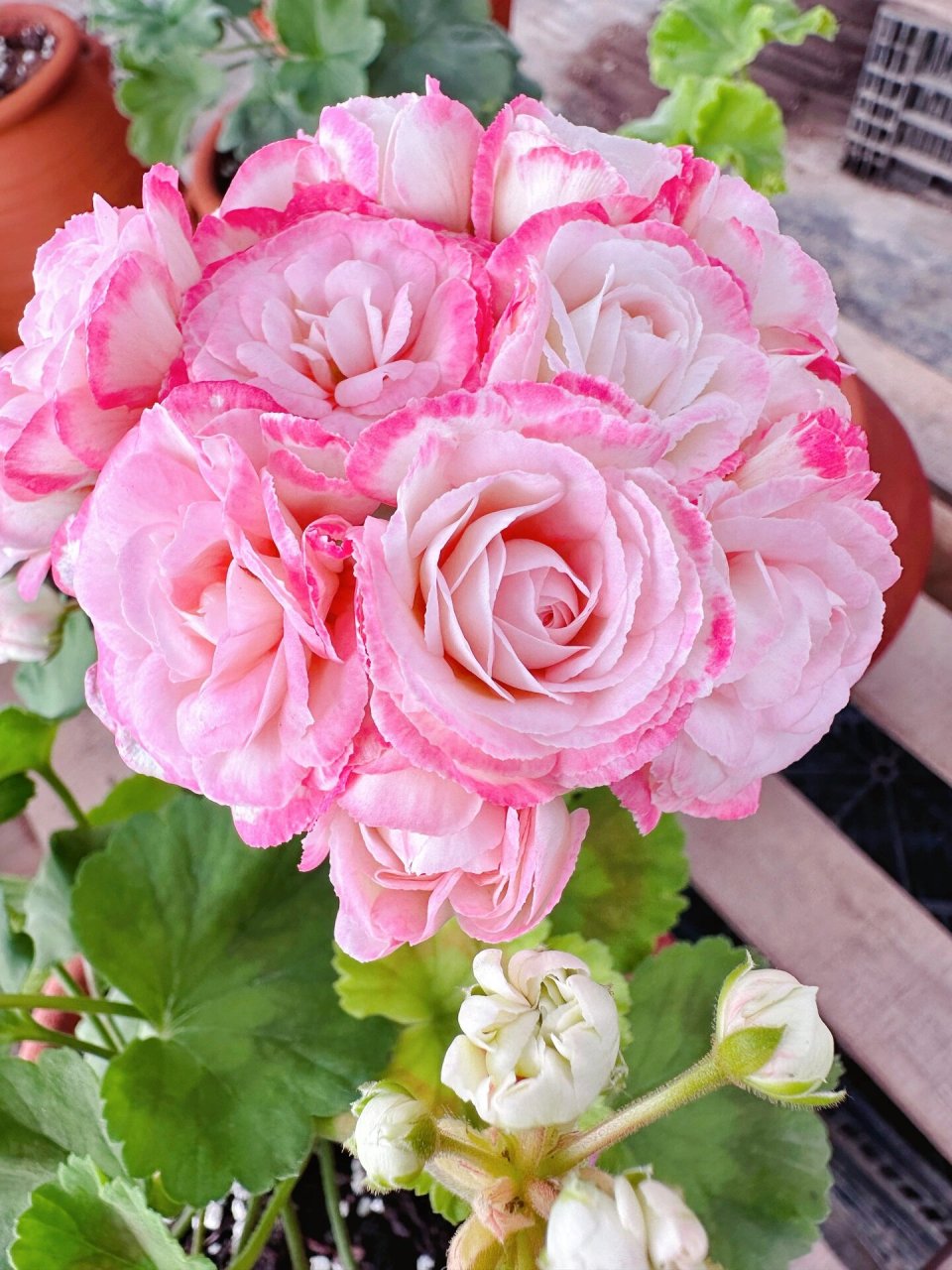 天竺葵 丹尼斯碗 360度无死角的美