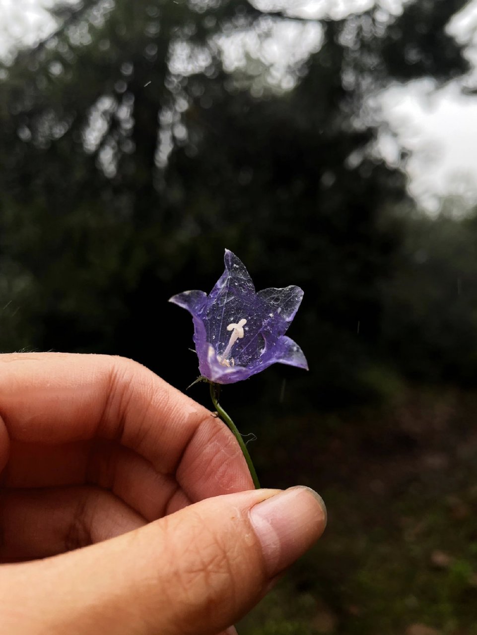 雨后透明紫铃兰