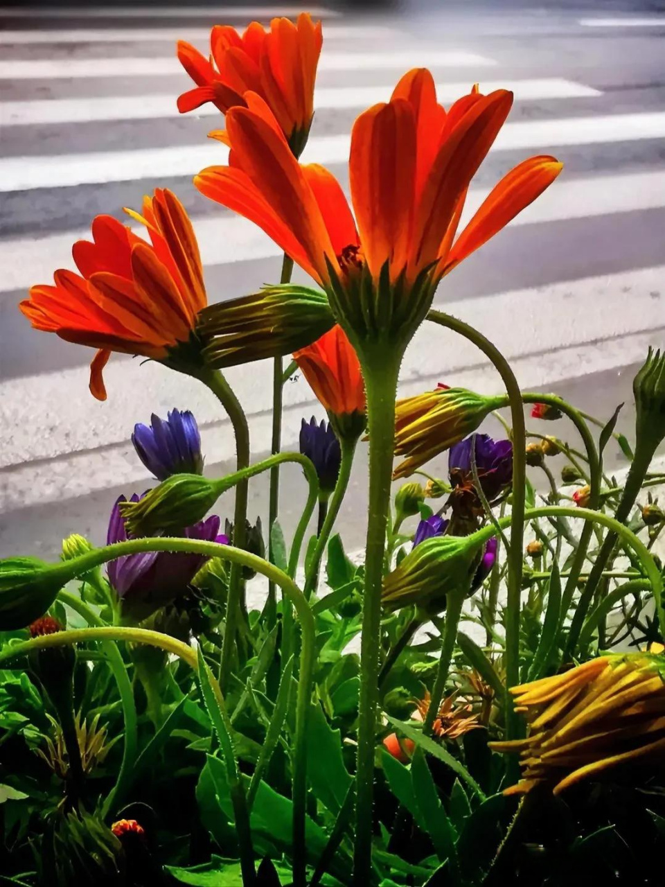 我能做到问心无愧,但是我做不到步步都让位,生活不一定随心所欲.