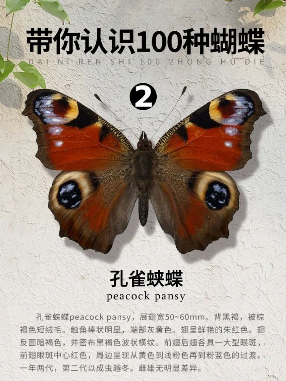 科属:蛱蝶科孔雀蛱蝶属 -简介:孔雀蛱蝶peacock pansy,展翅宽50~60mm