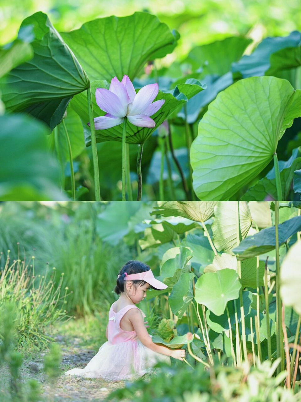 有荷花才是夏天|2022北京公園賞荷攻略 清風引微涼95 悠悠夏日長