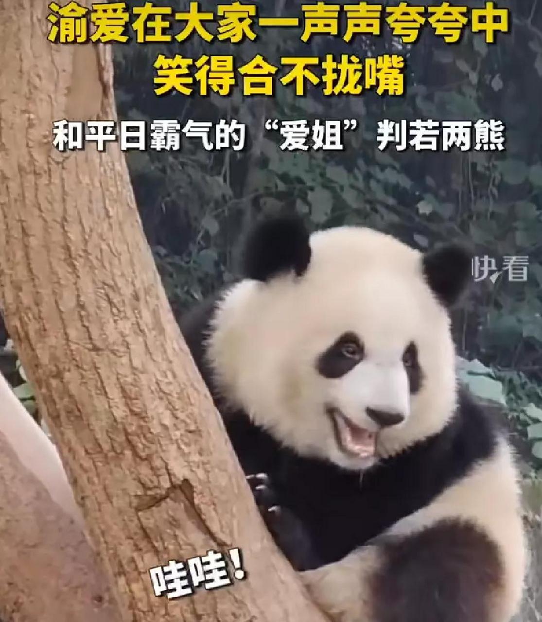 近日,重庆,大熊猫渝爱在大家一声声夸赞中笑得合不拢嘴,它好像