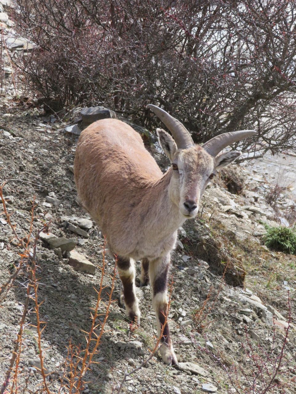 隆寺～西藏噶举派第一座寺庙  不丹边境之地的洛卓窝隆寺也叫卓瓦隆寺