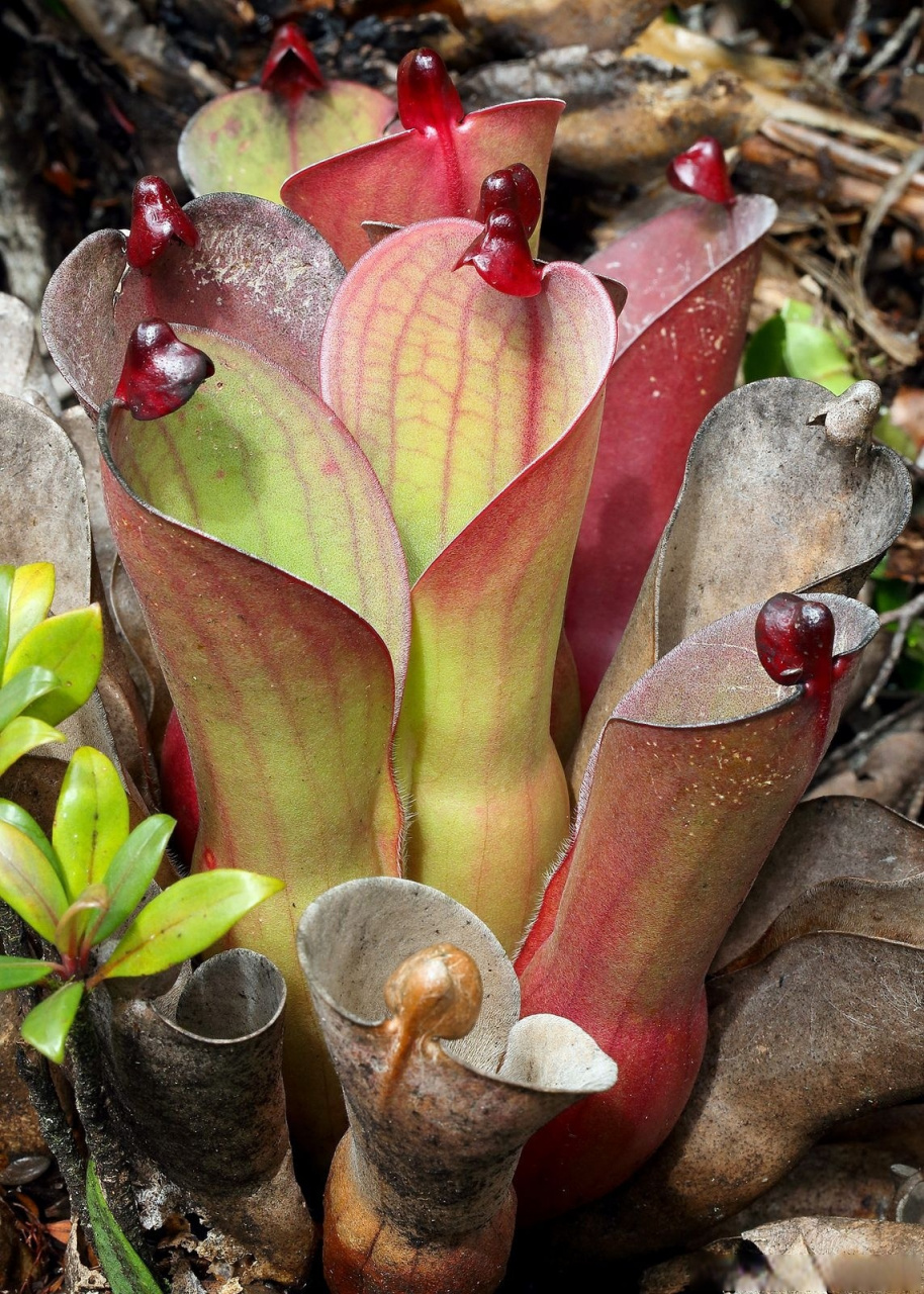 【食肉植物|卷瓶子草】  卷瓶子草属(heliamphora)的植物被国内的食肉