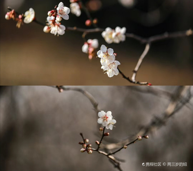 灵峰探梅图片