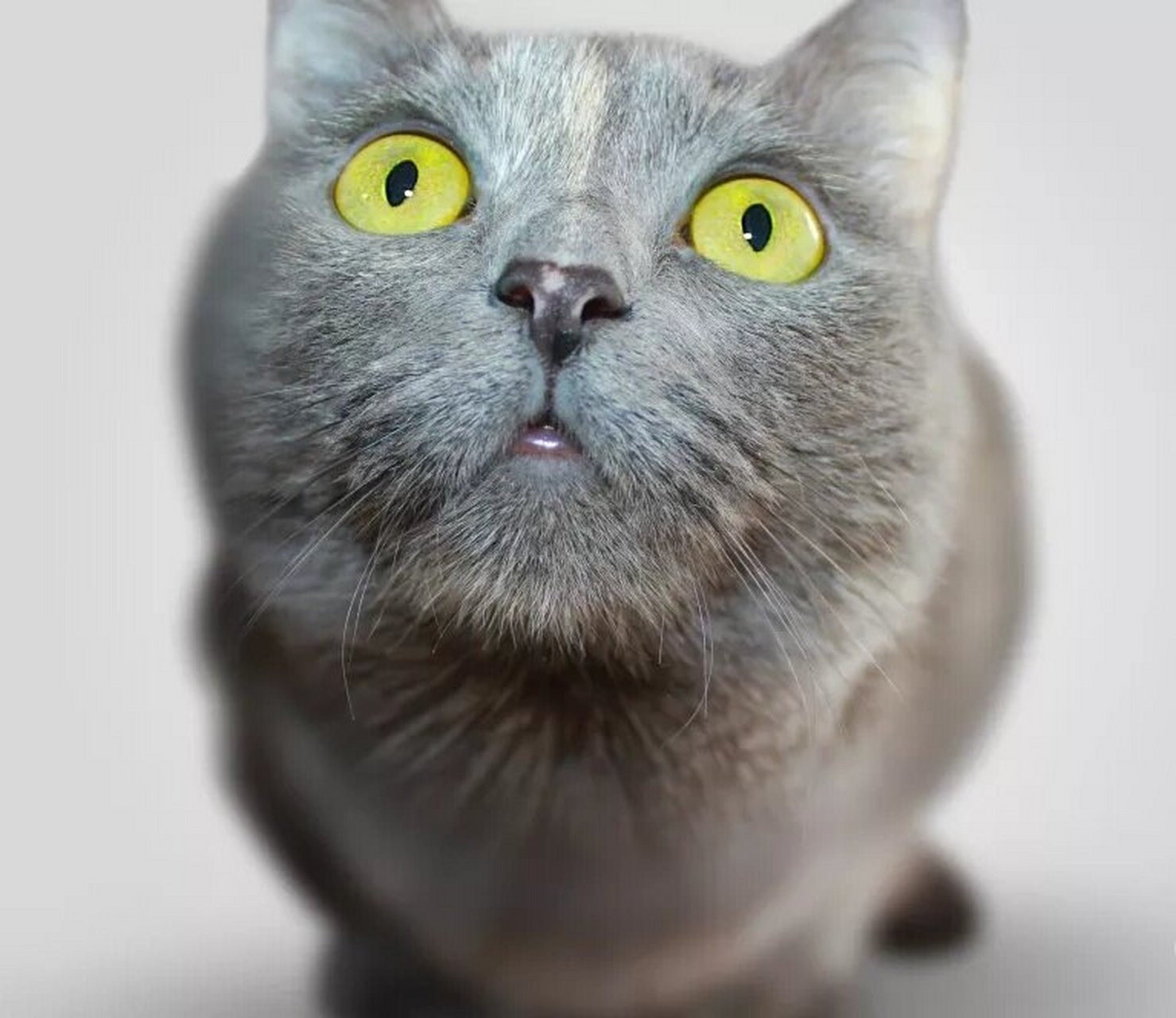 猫咪为什么是夜视高手 猫是夜视高手,而且眼睛还能反射光线,因此即使