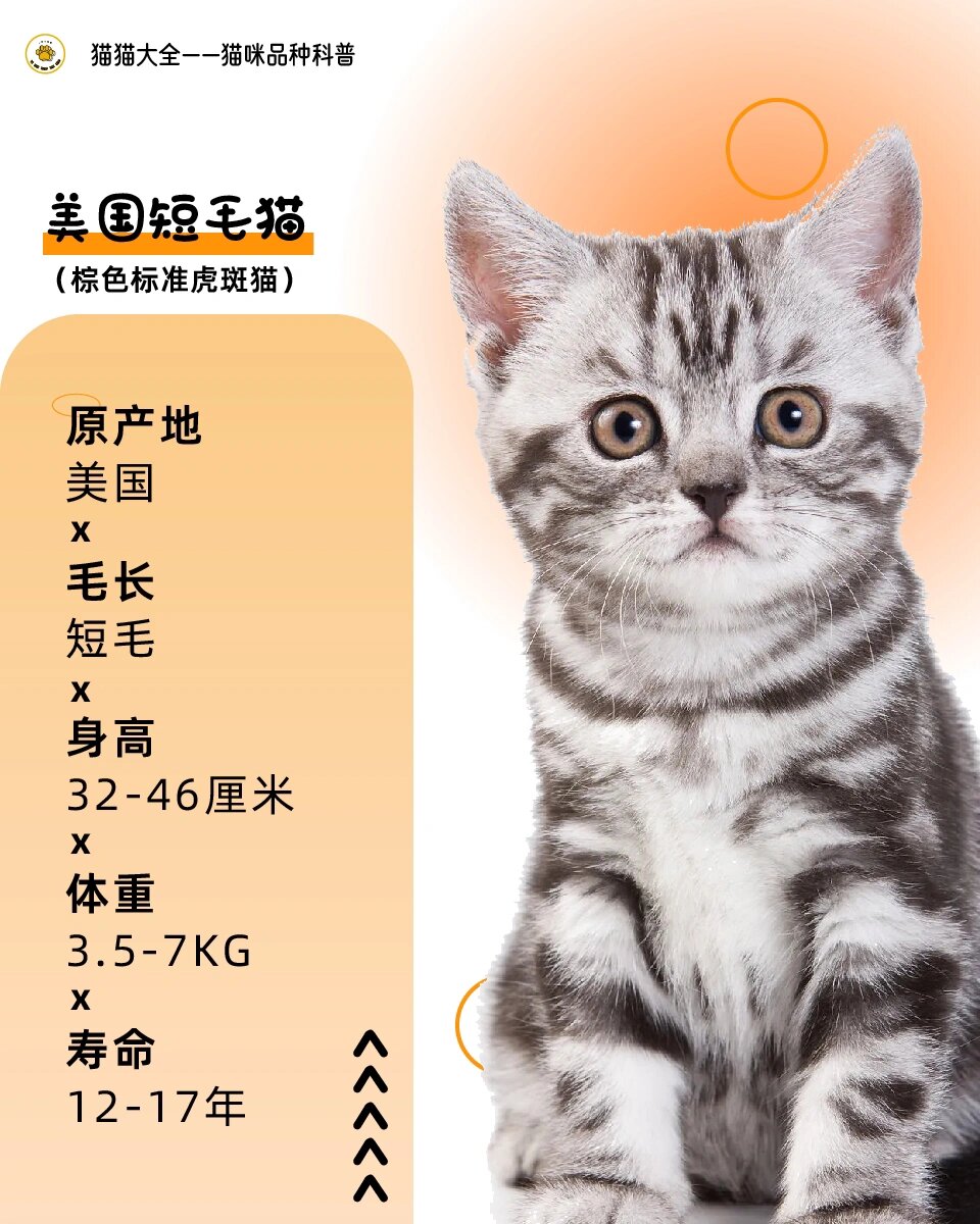 品种介绍-美国短毛猫(棕色虎斑猫) 美国短毛猫,也就是我们常说的美短