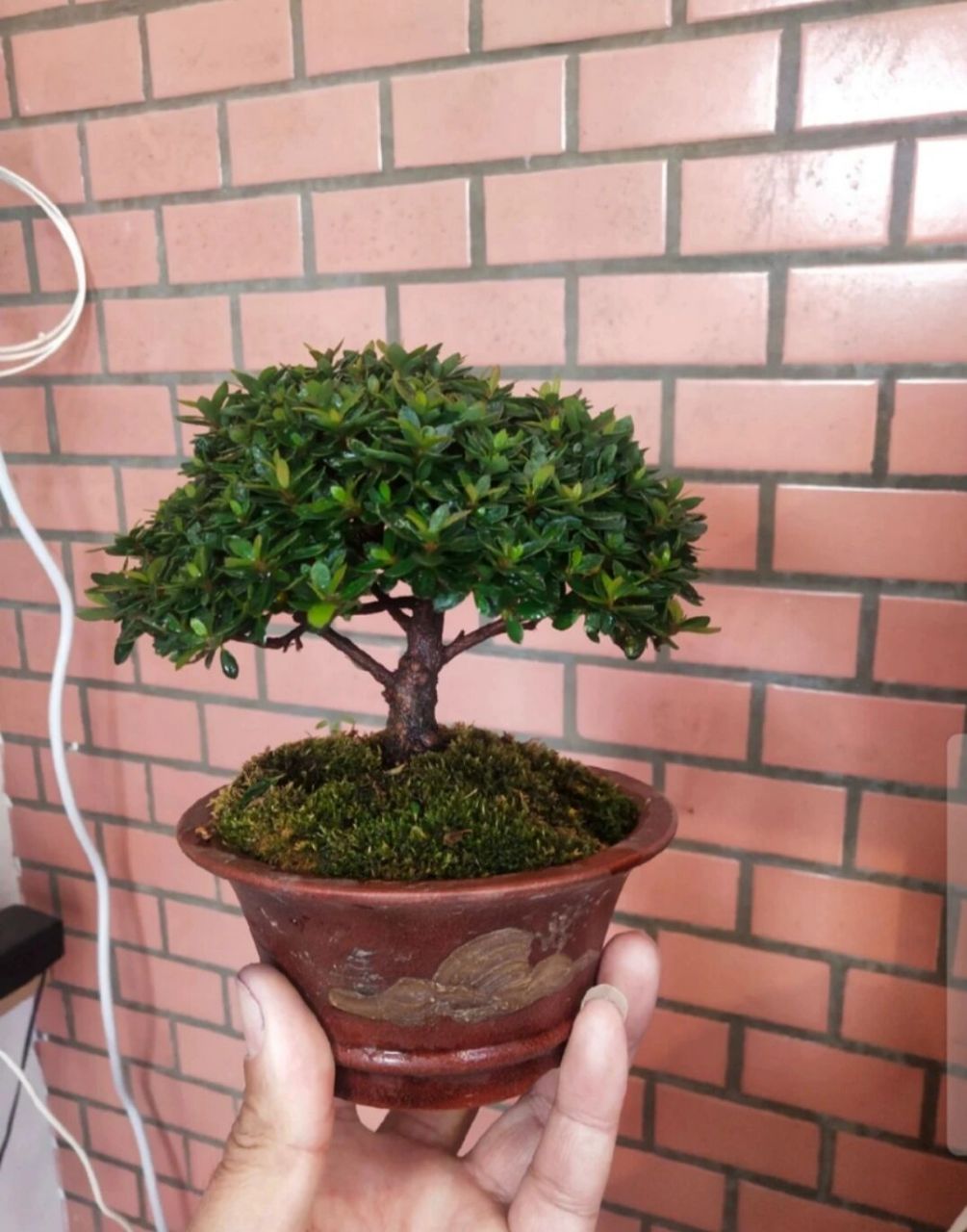 日本杜鹃早乙女