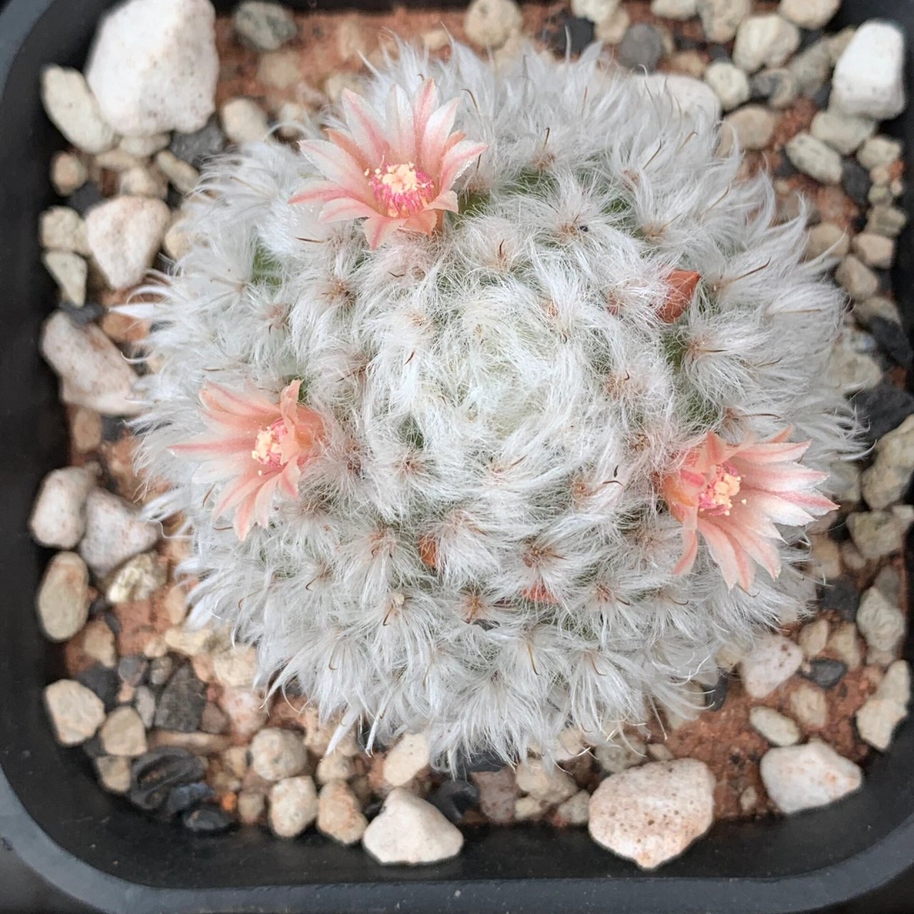 多肉之仙人球中的乳突球属白云高砂 球体绒白,质感超级好#多肉控