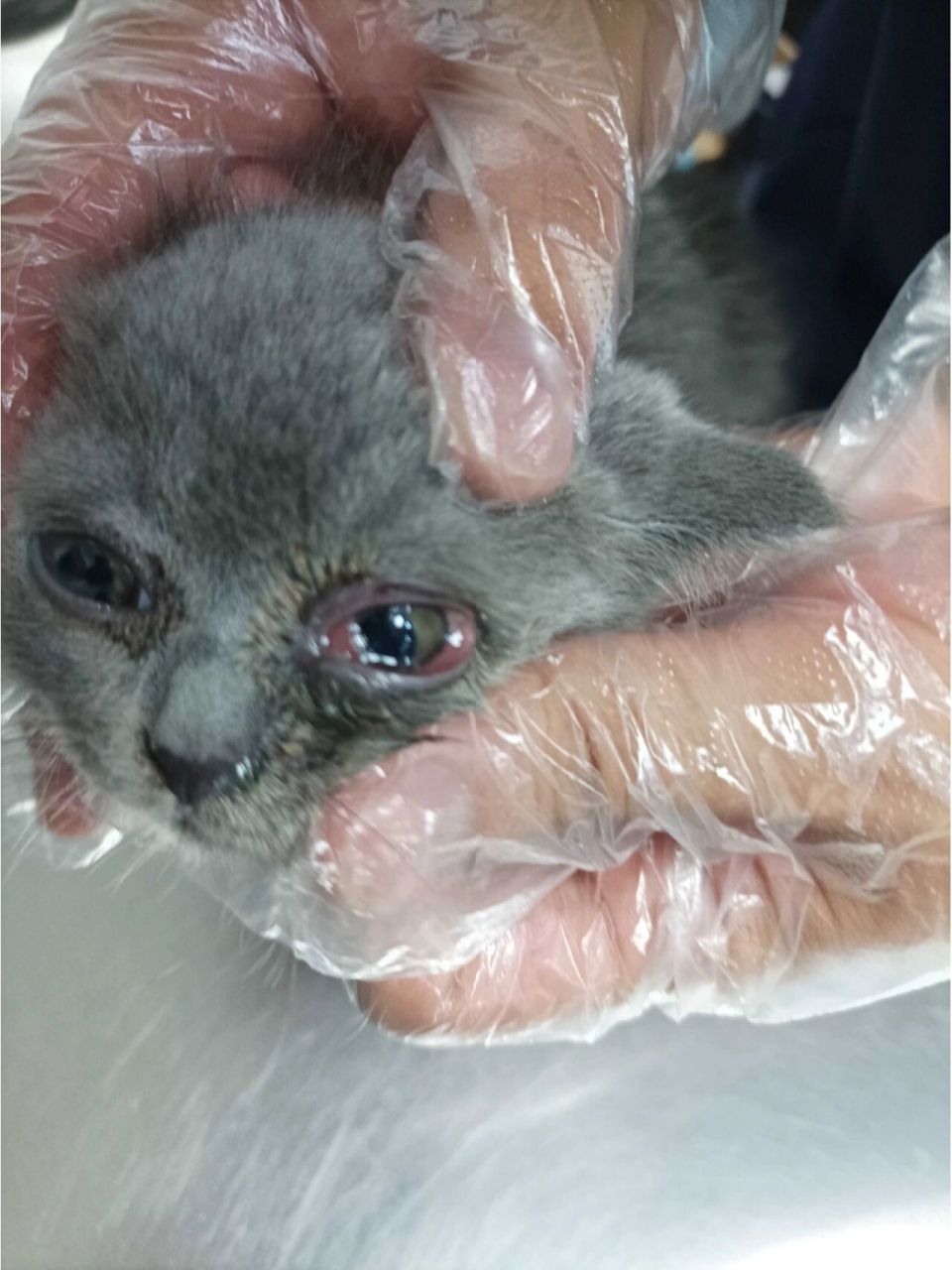 日常病理分享之猫疱疹病毒 猫鼻支,又称猫病毒性鼻气管炎,猫传染性鼻