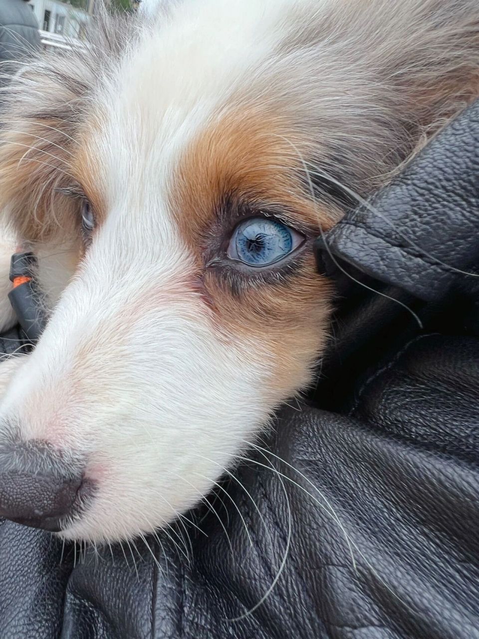 狗狗的眼睛是这种颜色好看么 一直以为是双蓝眼,突然发现有一只眼睛有