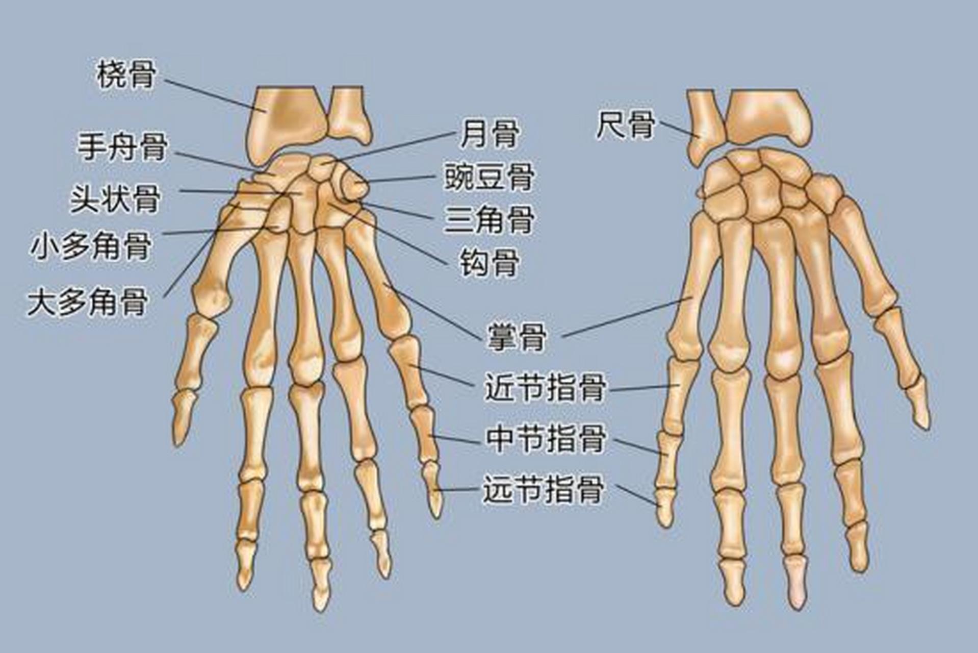 98手指一般称为指骨,是位于手指部位的骨头,以掌指关节与手掌相连.
