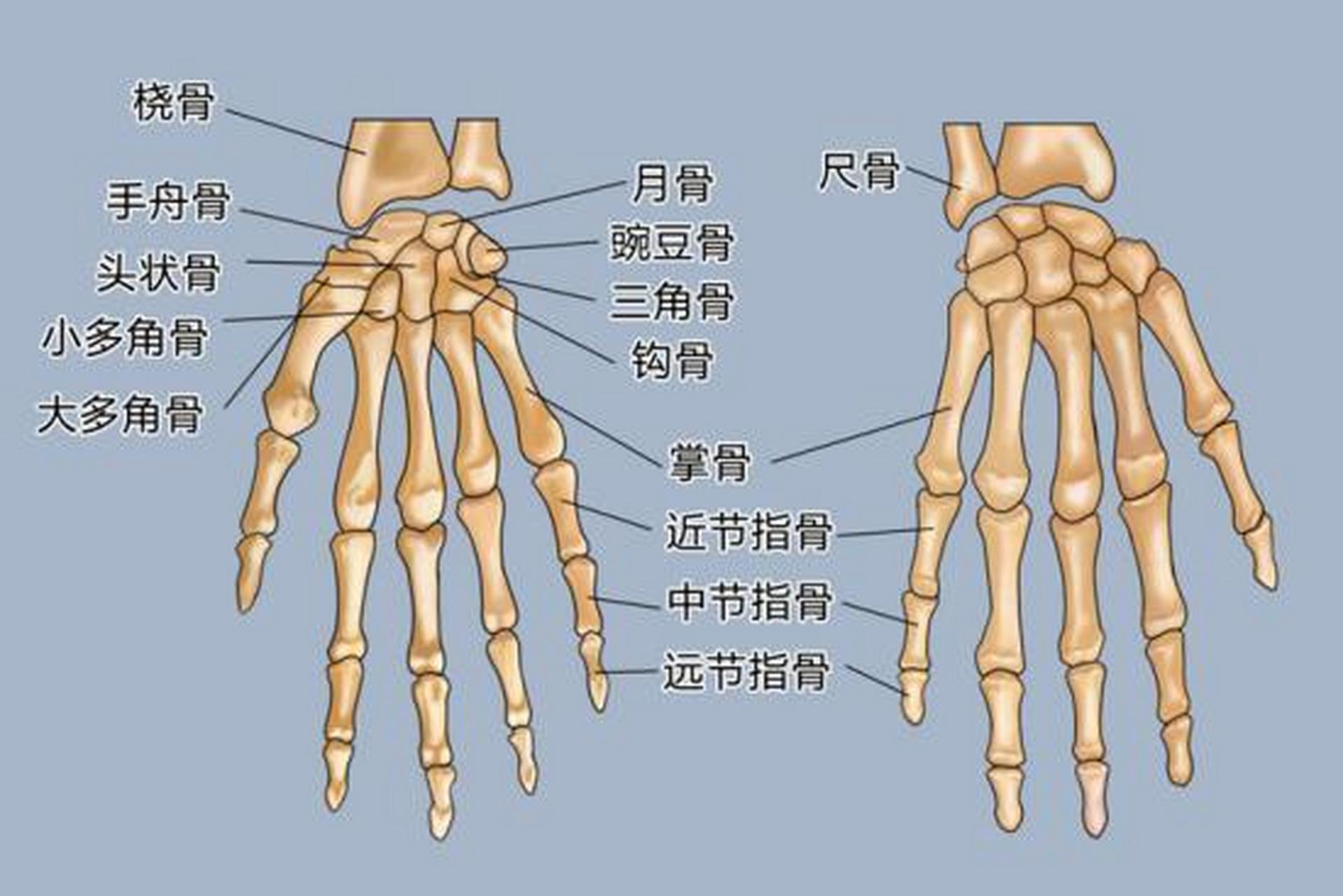 手指指间关节图片