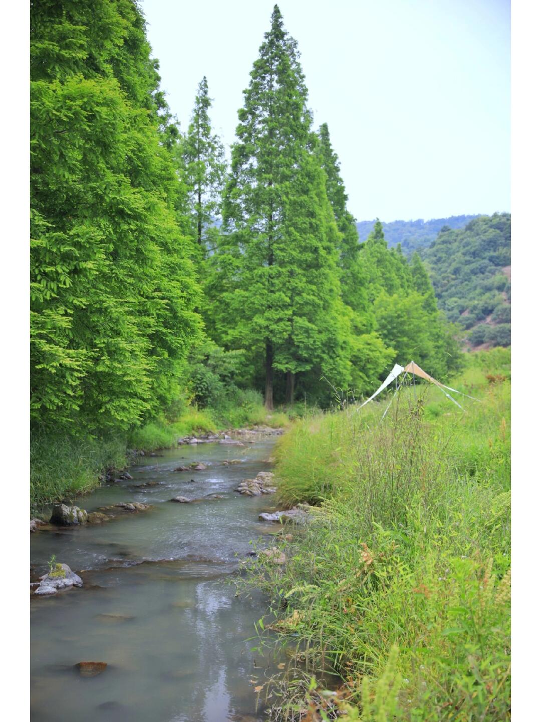 慈溪森林秘境,梅湖水库旁的绿野仙踪