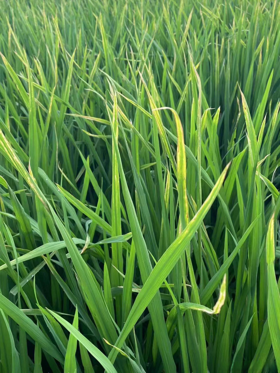 水稻叶尖枯病用药综合防治: 龙克均(噻菌铜) 三唑酮 磷酸二氢钾 橙皮