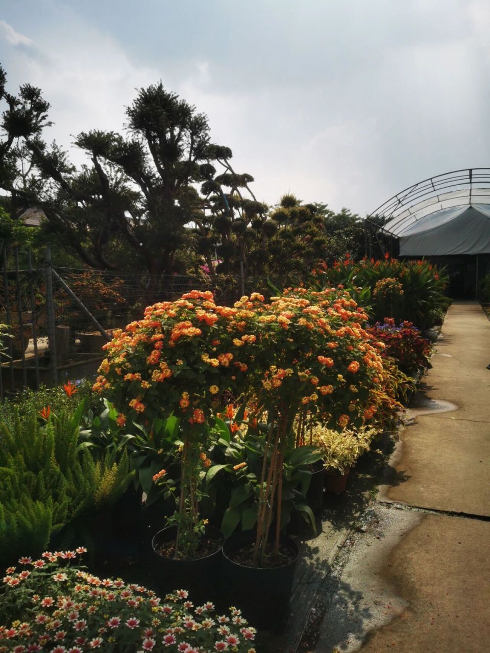 打卡广东最大绿植盆栽批发市场—广州花博园 很久没更新了,今天趁着来