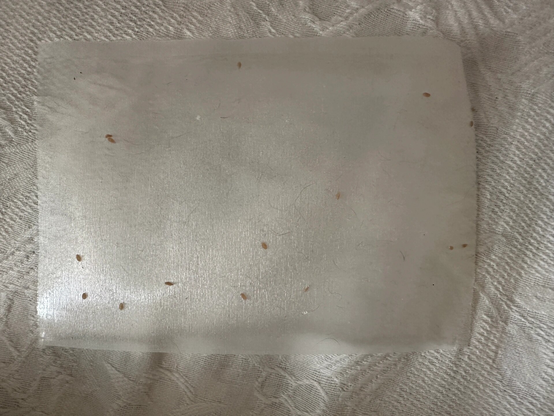 猫咪绦虫节片  节片是不是只有晚上会掉落呢?