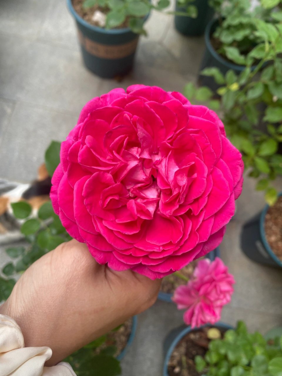 园子的一百种月季(101)胭脂口红 戴尔巴德的产品很像伊芙,非常浓郁的