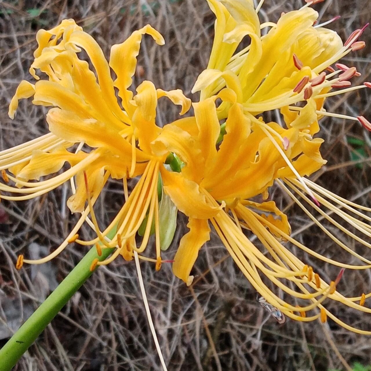 来了来了它来了罕见黄色彼岸花也叫曼珠沙华