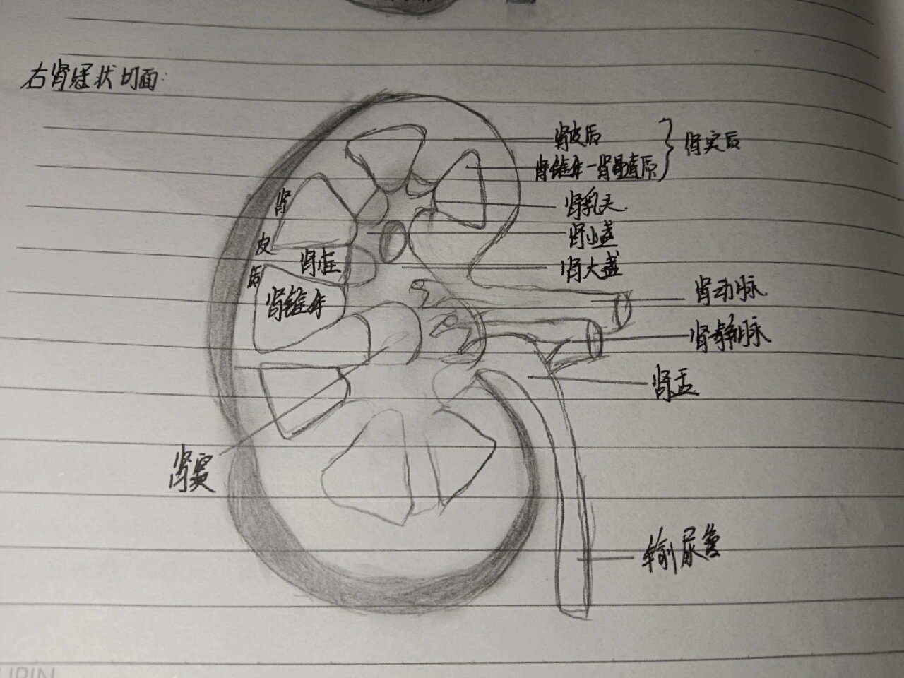 肾的冠状切面图片