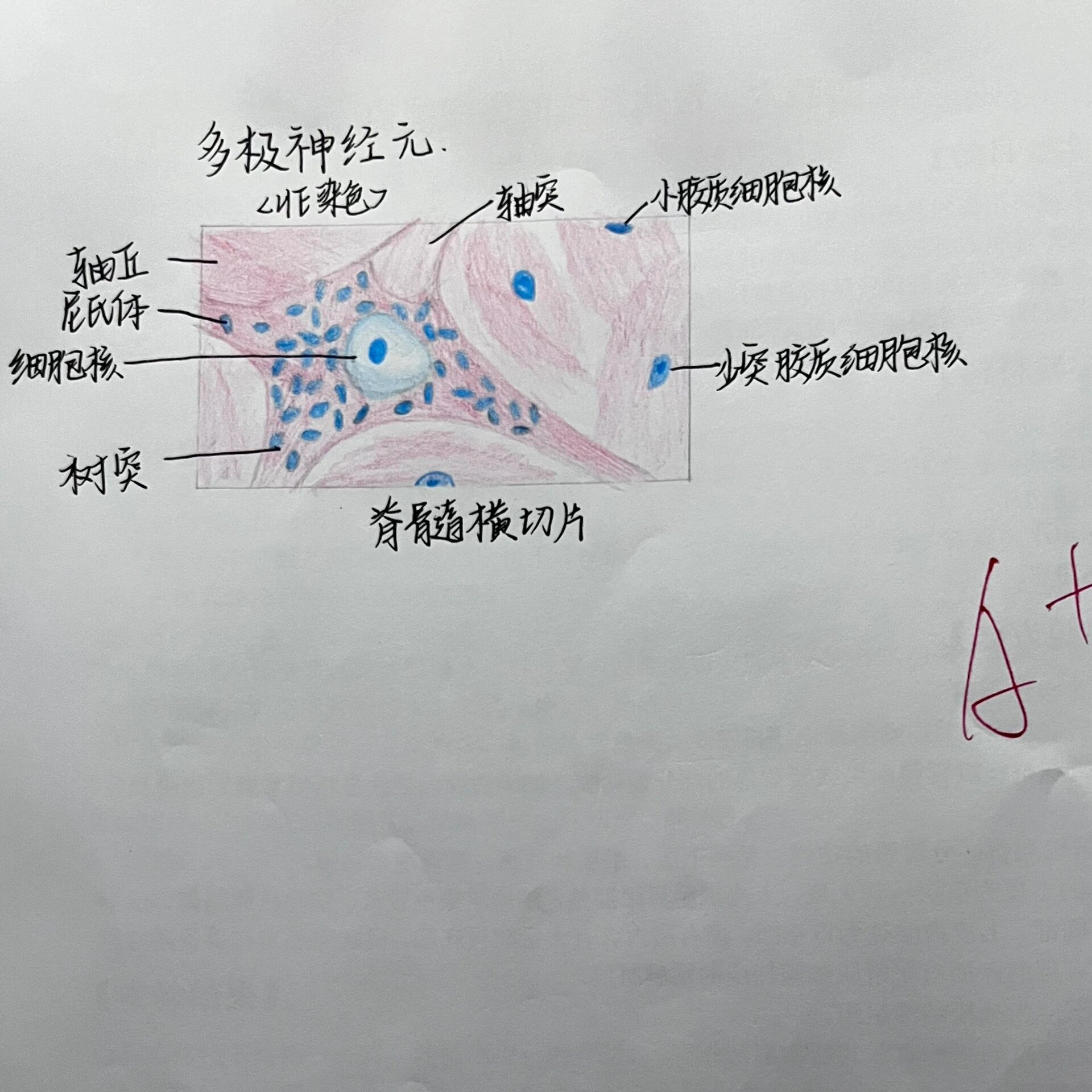 骨骼肌实验报告手绘图图片