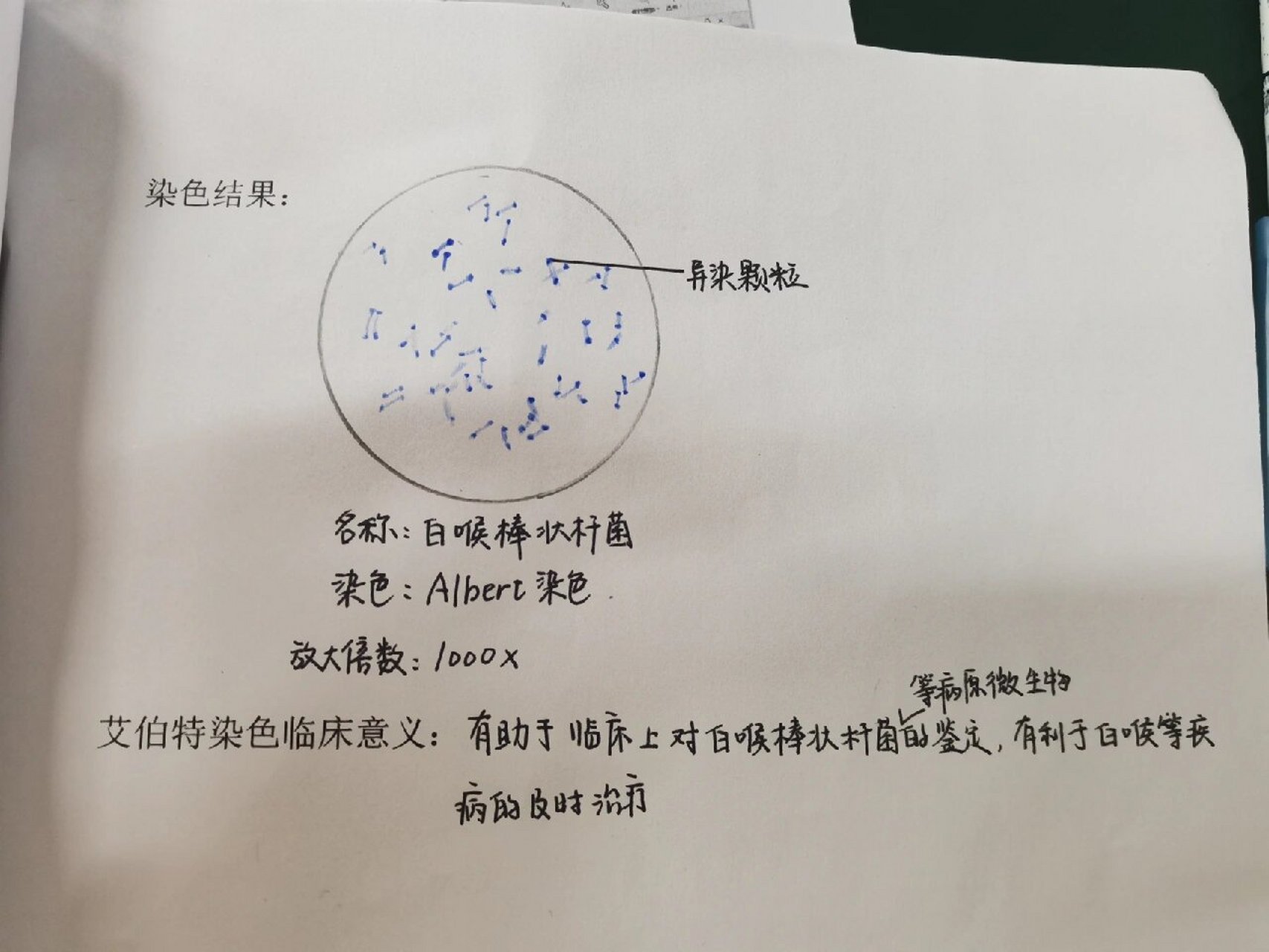 病原微生物学实验报告4-5 1-2肠道杆菌,白喉棒状杆菌(albert染色) 3-4