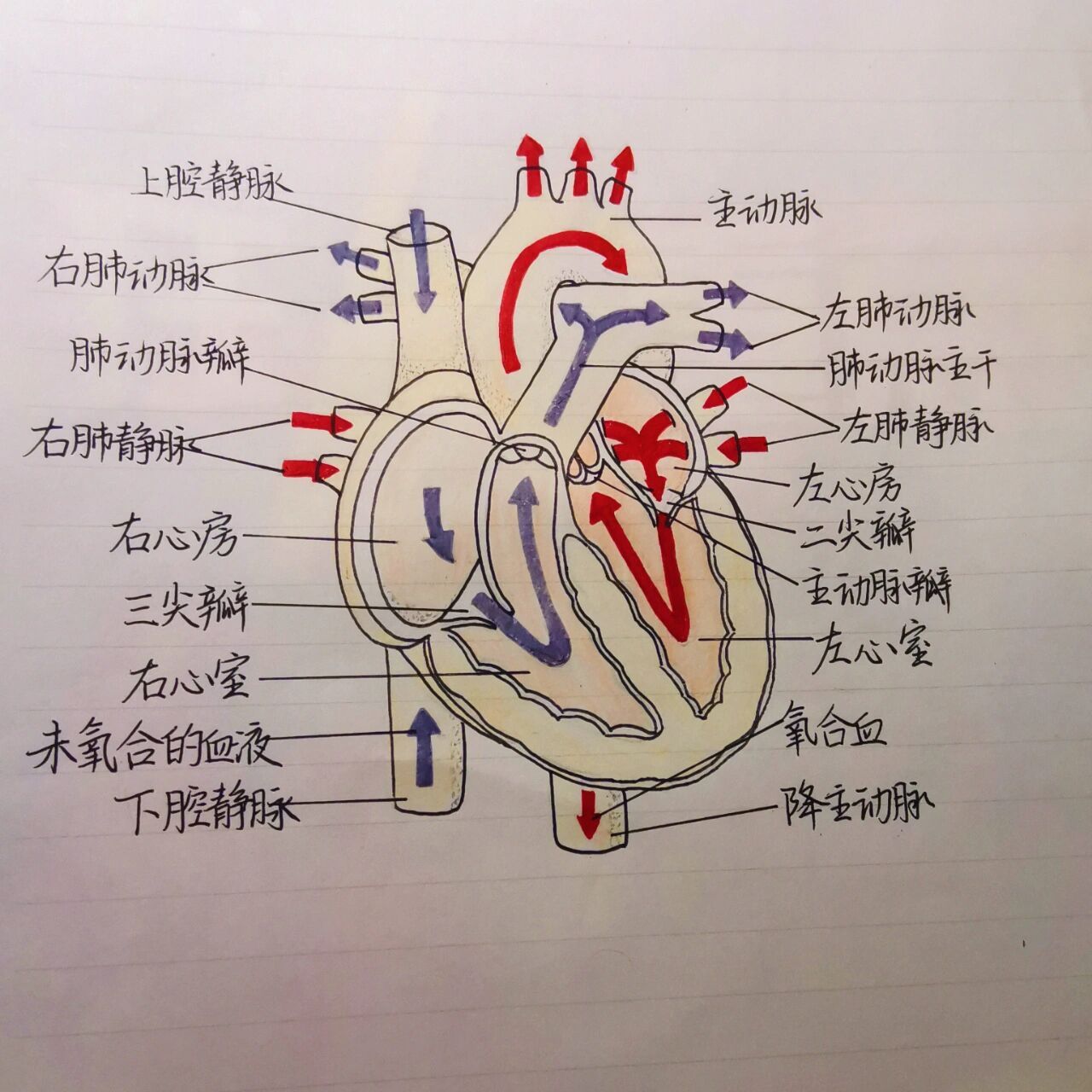 心脏解剖图手绘简笔图片