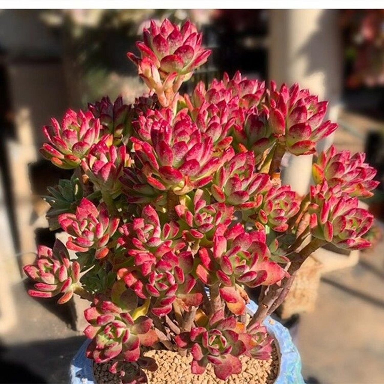 96每天认识一种多肉944696红稚莲 红稚莲(echeveria macdougall