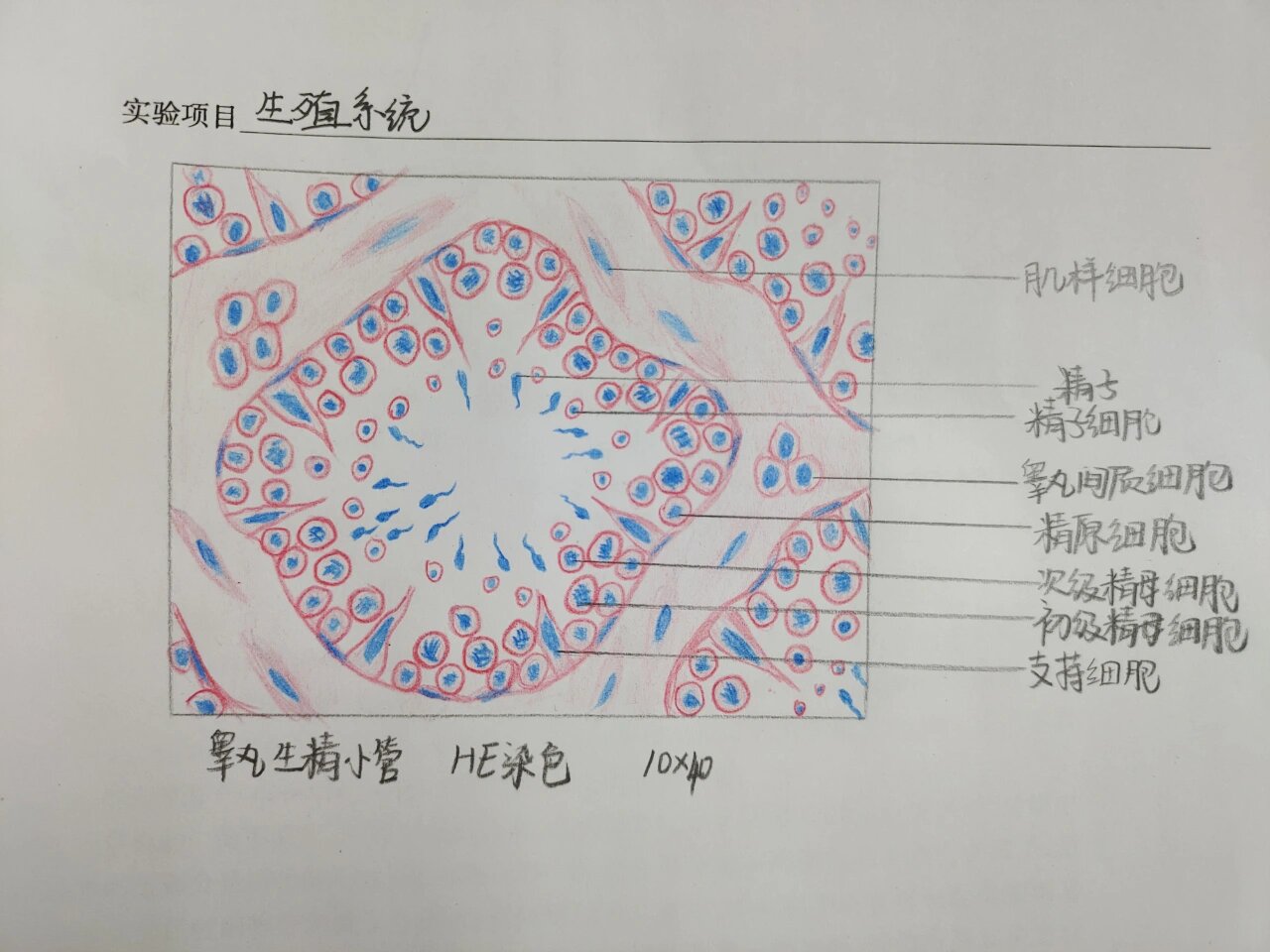 睾丸切片红蓝铅笔绘图图片