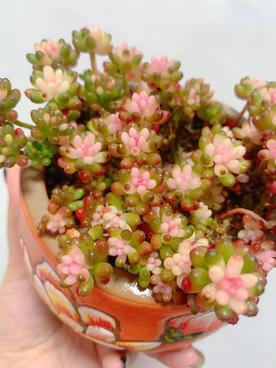 一天一盆美肉之——05七彩龙珠 这是最开始啥都不懂在直播间看着好看