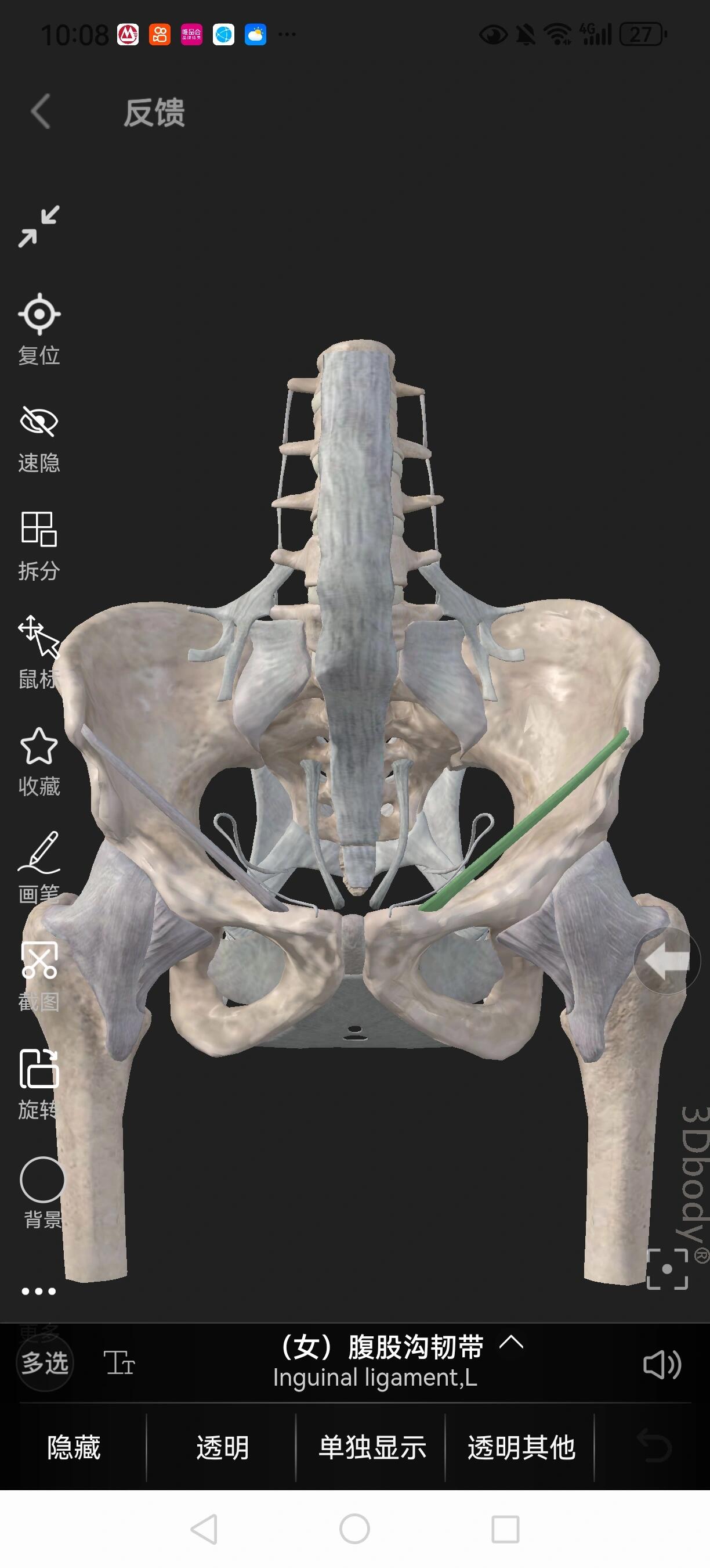 腹股沟韧带 即腹外斜肌腱膜在髂前上棘至耻骨结节间向